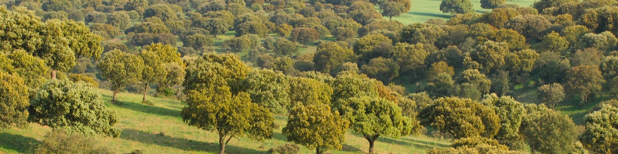 Gran oferta de solares y terrenos en Reus, comarca del Baix Camp i Tarragonés. FINCAS MARTI en Reus